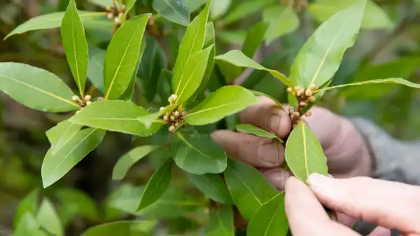 Hände prüfen die Knospen einer Lorbeerpflanze. Gute Lorbeerpflanze Pflege sorgt für gesunde Blätter.