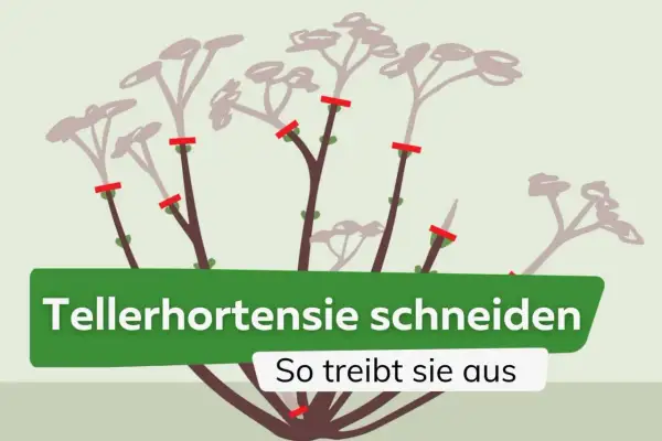 Illustration zeigt, wie man Tellerhortensien schneidet, damit sie neu austreiben.