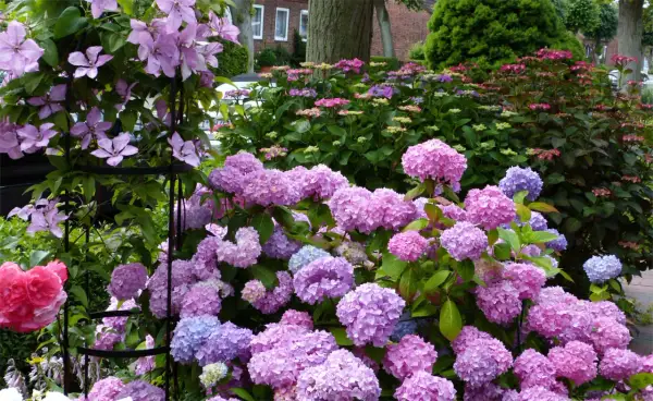 Ein Blütenmeer aus rosa und blauen Hortensien, dazu zarte rosa Clematis. Was passt zu Hortensien? Diese Kombination ist ein Traum!