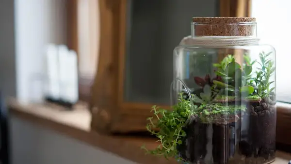Ein kleines Ökosystem mit verschiedenen sukkulenten im glas, das auf einem Fensterbrett steht.