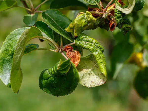 Verkrüppelte Blätter und braune Flecken zeigen **Apfelbaum Krankheiten**. Kleine Insekten krabbeln auf den Blättern.