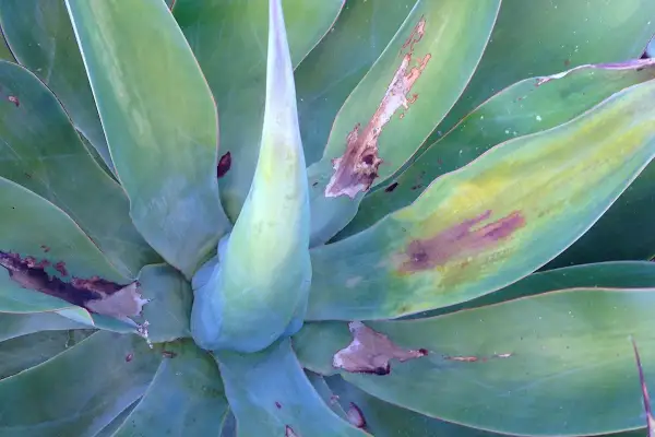 Agave mit braunen Flecken und Verfärbungen, Anzeichen von Agave Krankheiten.