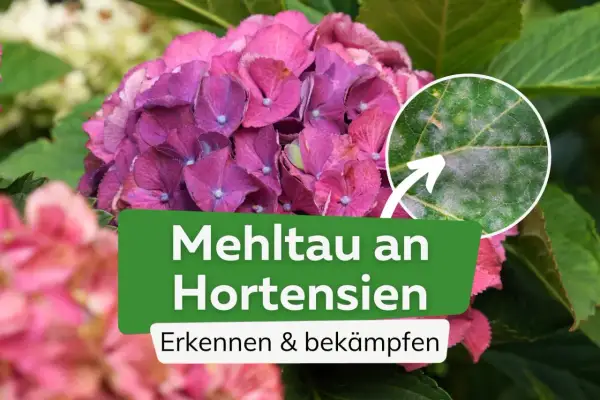Nahaufnahme einer Hortensienblüte mit einem Detailbild eines Blattes, das von Mehltau befallen ist. Der Text "Mehltau an Hortensien" ist sichtbar.