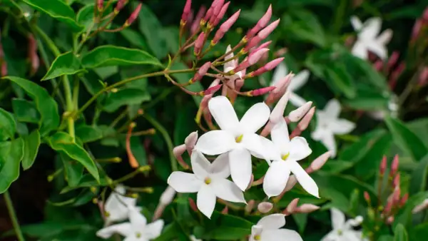 Weiße Jasminblüten und rosa Knospen vor grünen Blättern. Zeit zum jasmin schneiden, um neues Wachstum zu fördern.