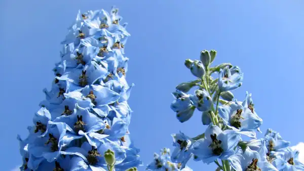 Blauer Rittersporn im Sonnenlicht, ein idealer Standort für diese Sommerblumen.