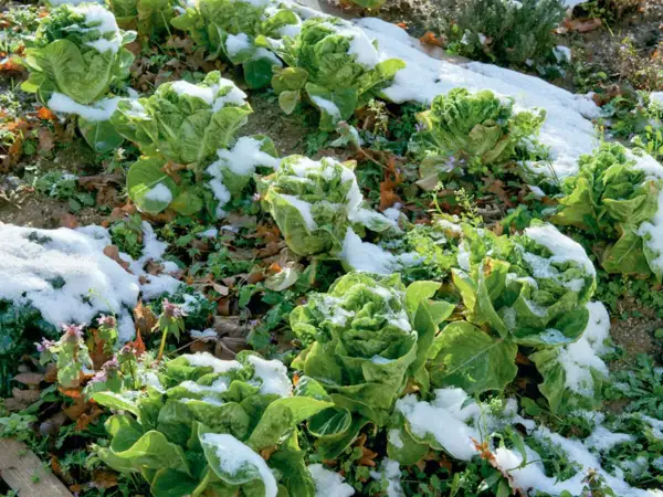 Romana-Salat im Schnee. Ein Zeichen, welchen Salat man jetzt noch pflanzen kann, wenn er winterhart ist.