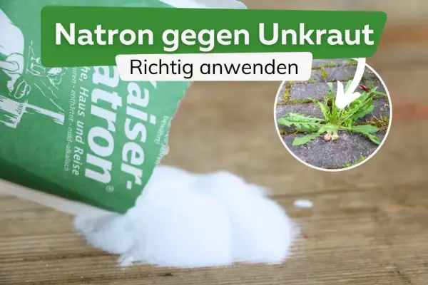 Natron gegen Unkraut: Ein Päckchen Natron wird auf Holz gestreut. Im Kreis ist ein Löwenzahn zu sehen, der zwischen Pflastersteinen wächst.