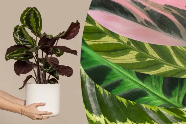 Vielfalt der Calathea arten: eine Pflanze im Topf und Nahaufnahmen von Blättern in Rosa, Grün und Gelb.