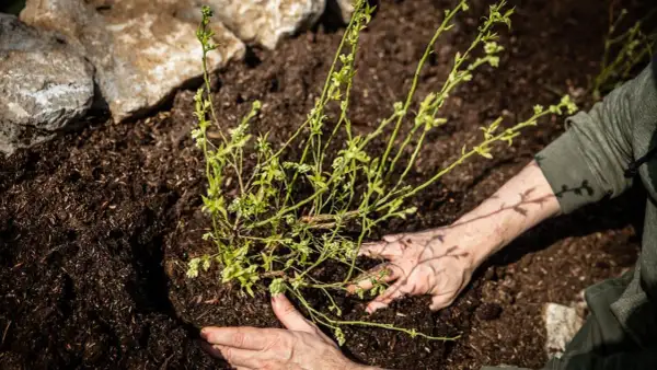 Hände pflanzen einen jungen Heidelbeerstrauch in lockere Erde, umgeben von Steinen.