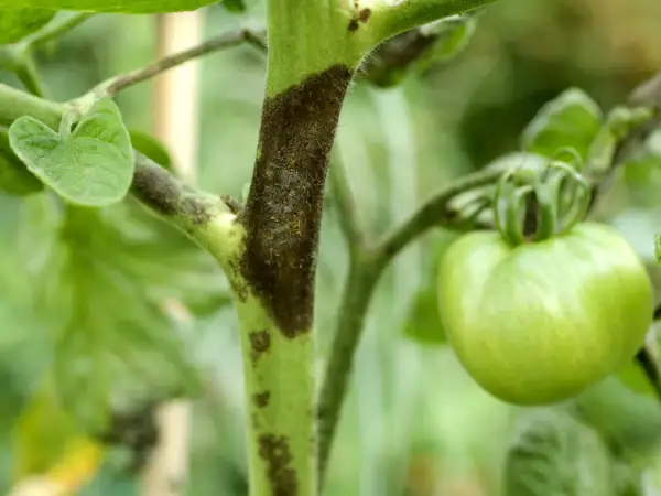 Tomatenstamm mit dunklen Flecken, ein Zeichen für Krankheiten. Ein grüner Tomatenfruchtansatz ist sichtbar.