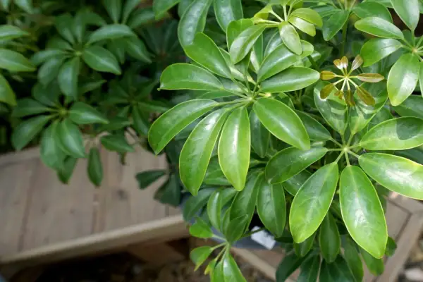 Grüne, glänzende Blätter von Schefflera, ideal als pflegeleichte Pflanzen, die wenig Licht brauchen.