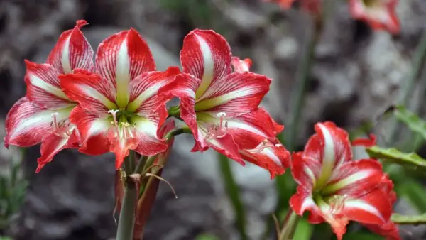 Rote und weiße Amaryllisblüten, die auf eine gute Amaryllis Pflege hinweisen.
