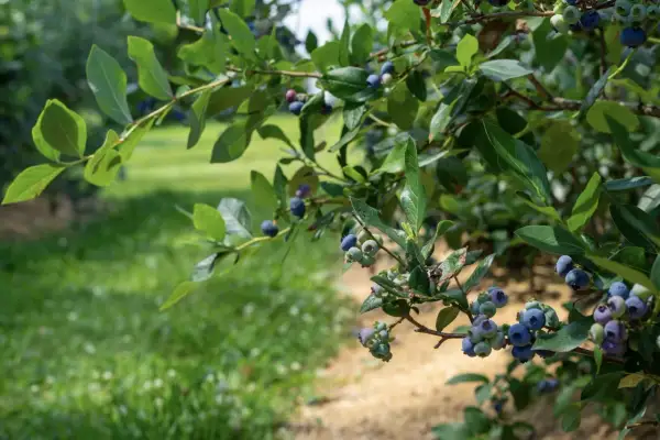 Reife Heidelbeeren hängen an einem Strauch. Der beste Zeitpunkt für das Heidelbeeren umpflanzen ist im Frühjahr oder Herbst.