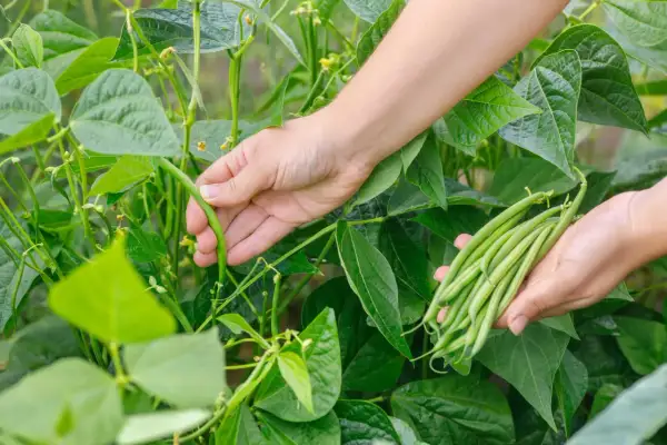 Hände ernten frische buschbohnen aus dem Garten. Die grünen Bohnen sind reif und bereit für die Küche.