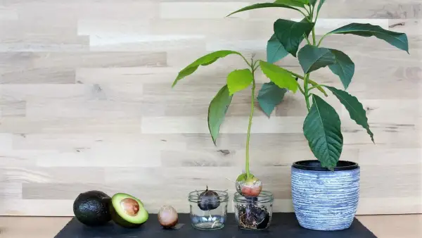 Vom ganzen Avocado-Kern zum Keimling: Ein Prozess, der Geduld beim Avocado kern ziehen erfordert.