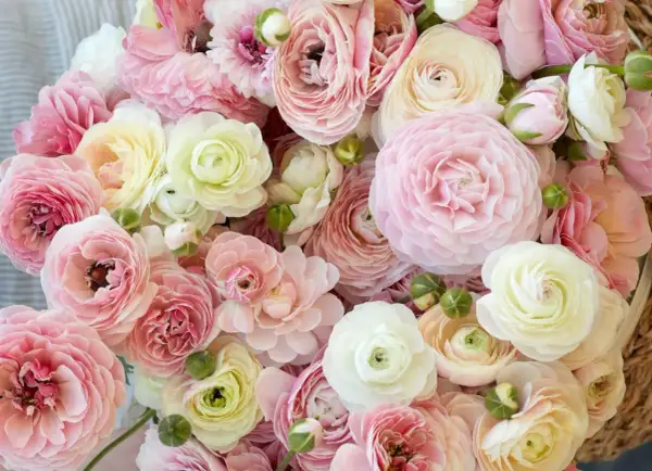 Ein üppiger Strauß zarter Ranunkeln in Rosa- und Cremetönen. Diese Blumen sind perfekt, um einen Hauch von Frühling zu genießen, wenn man sie pflanzt.