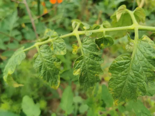 Nahaufnahme eines Zweigs mit grünen Blättern, die gelb werden und welken. Die Tomatenpflanzen zeigen Anzeichen von Stress.