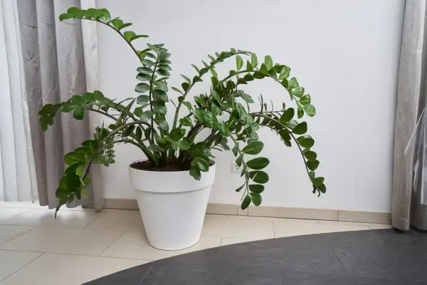 Große Zamioculcas-Pflanze in weißem Topf. Die Zamioculcas pflege ist einfach, sie braucht wenig Wasser und Licht.