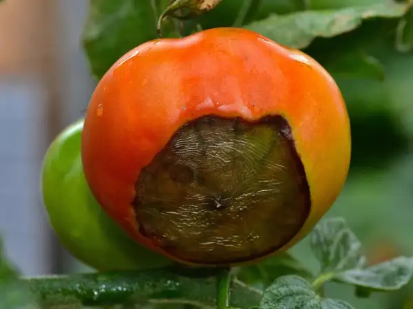 Reife Tomate mit großen, dunklen braunen Flecken, die auf Verderb hindeuten. Eine unreife grüne Tomate ist im Hintergrund zu sehen.