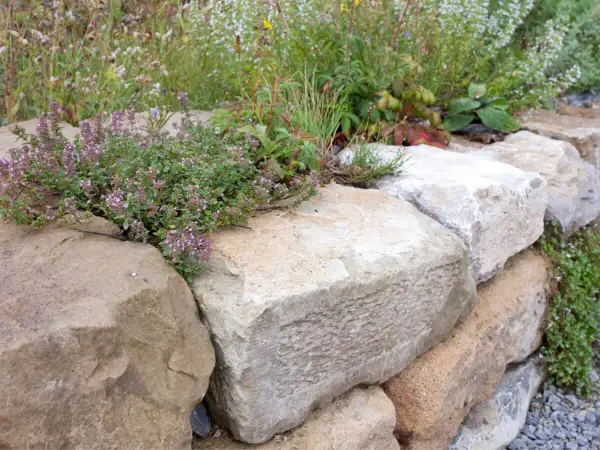 Eine rustikale **Natursteinmauer bauen** mit üppig blühendem Thymian und Wildblumen.