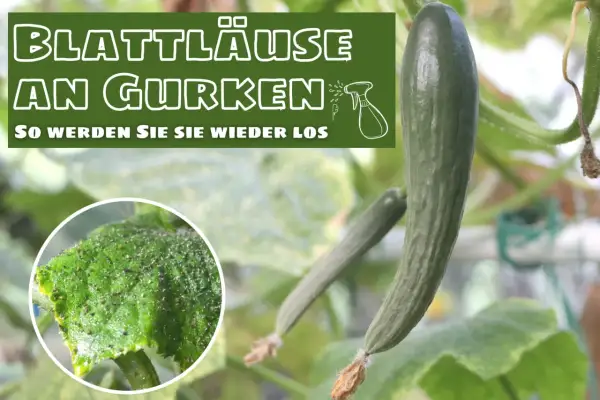 Blattläuse befallen eine Gurkenpflanze. Ein Detailbild zeigt die kleinen Schädlinge auf einem Blatt.