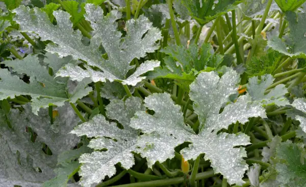 Zucchini-Blätter mit Mehltau. Trotz des Befalls sind die Früchte noch essbar.
