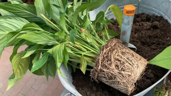 Ein grüner Pflanzenballen mit vielen Wurzeln liegt neben frischer Erde in einem Zinkgefäß. Eine kleine Schaufel hilft beim **Pflanzen umtopfen**.