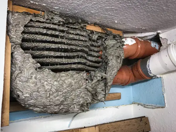 Großes Hornissennest neben Rohren. Die Entfernung eines solchen Nestes erfordert Vorsicht.