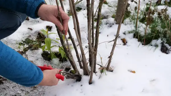 Hände schneiden mit roter Gartenschere einen Trieb ab, um Stachelbeeren zu vermehren. Schnee bedeckt den Boden.
