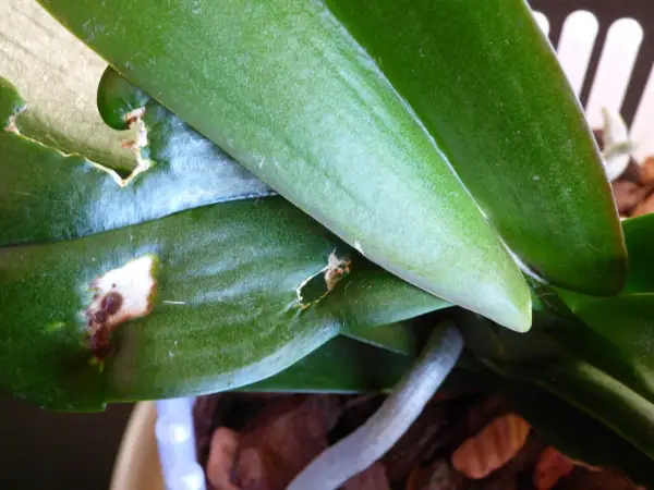 Orchideenblätter mit Fraßschäden und braunen Flecken, verursacht durch Thripse.