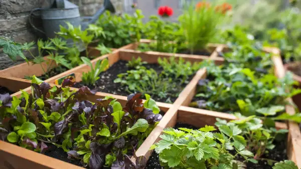 Ein Hochbeet mit verschiedenen Salaten, Erdbeeren und Kräutern. Perfekt für die **Pflanzen Ostbalkon**-Idee.