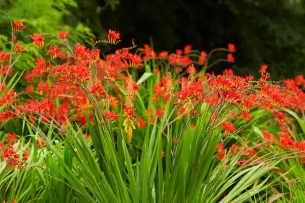 Leuchtend rote Montbretien-Blüten vor sattgrünem Laub. Ein idealer **montbretien standort** für sonnige Plätze im Garten.