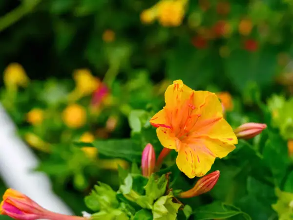 Eine leuchtend gelbe Wunderblume mit roten Streifen, umgeben von grünen Blättern und Knospen. Vorsicht, die Wunderblume ist giftig!