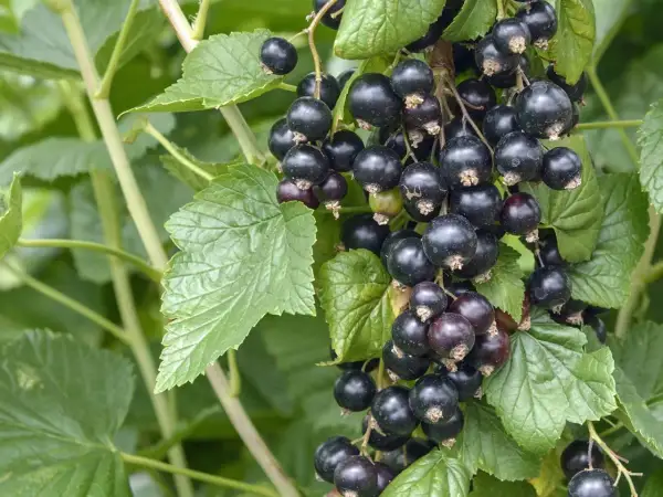 Reife schwarze Johannisbeeren hängen an einem Strauch. Die Johannisbeere pflanzen ist eine gute Idee für den Garten.