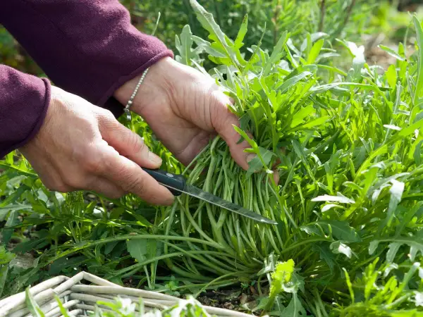 Hände ernten frische Rucola Pflanzen mit einem Messer.