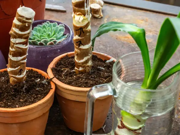 Yucca Palme Ableger in Töpfen und einem Glas Wasser. Ein kleiner Ableger einer Yucca Palme treibt Wurzeln im Wasser.