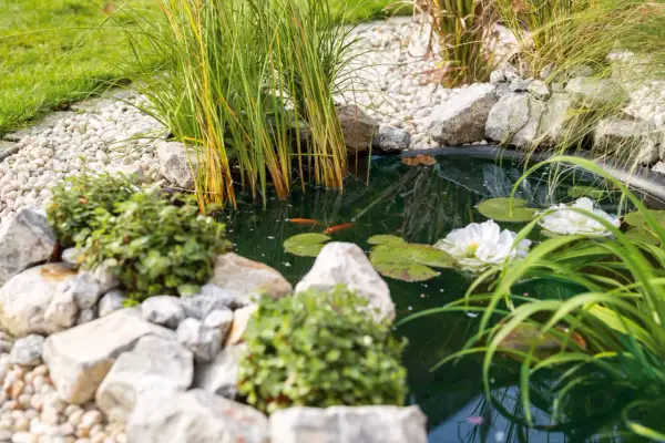 Ein idyllischer **teich im garten** mit zwei Goldfischen, Seerosen und üppigem Schilf. Steine und Kies säumen das Ufer.